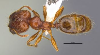 Media type: image;   Entomology 36160 Aspect: habitus dorsal view